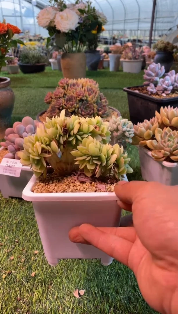 0494aa（满28包邮发货）