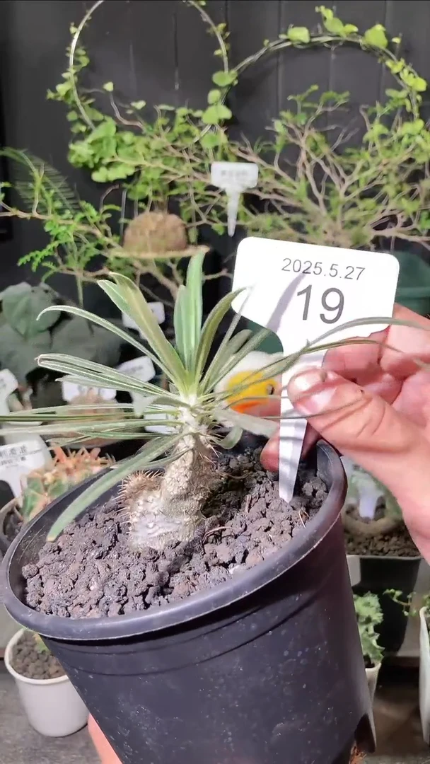 19号5.27.福利实生象牙宫