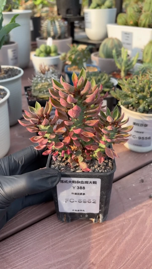 范式大戟杂血斑大戟FC-6962
