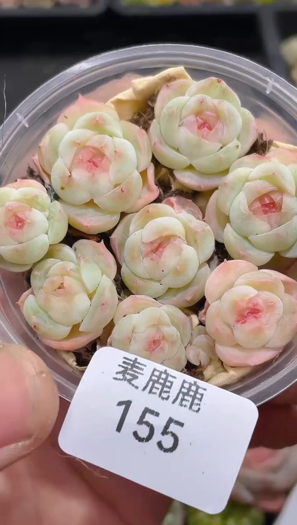 155苍山雪       量拍