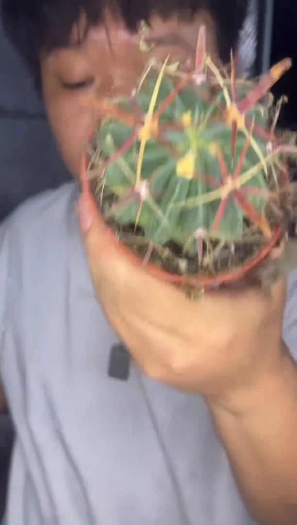 2颗 实生根 宽刺日出 6-8cm