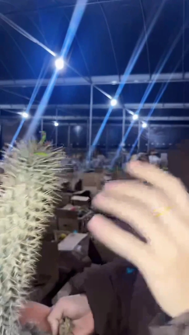 【闪购商品】霸王树 高20-30cm