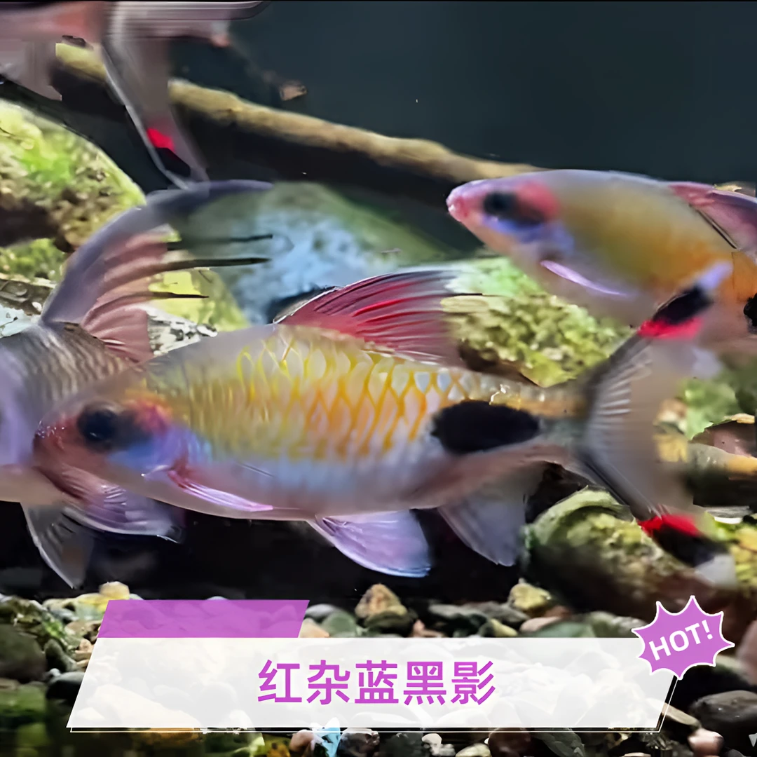 红杂蓝黑影道人鱼杂交道金斯鲃红线杂蓝黑影道人观赏鱼道金斯