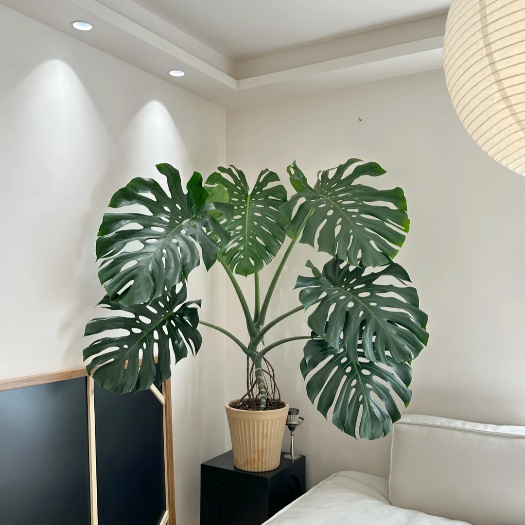 独杆老桩龟背竹 土培室内绿植盆栽 耐阴好养 简约风室内摆放