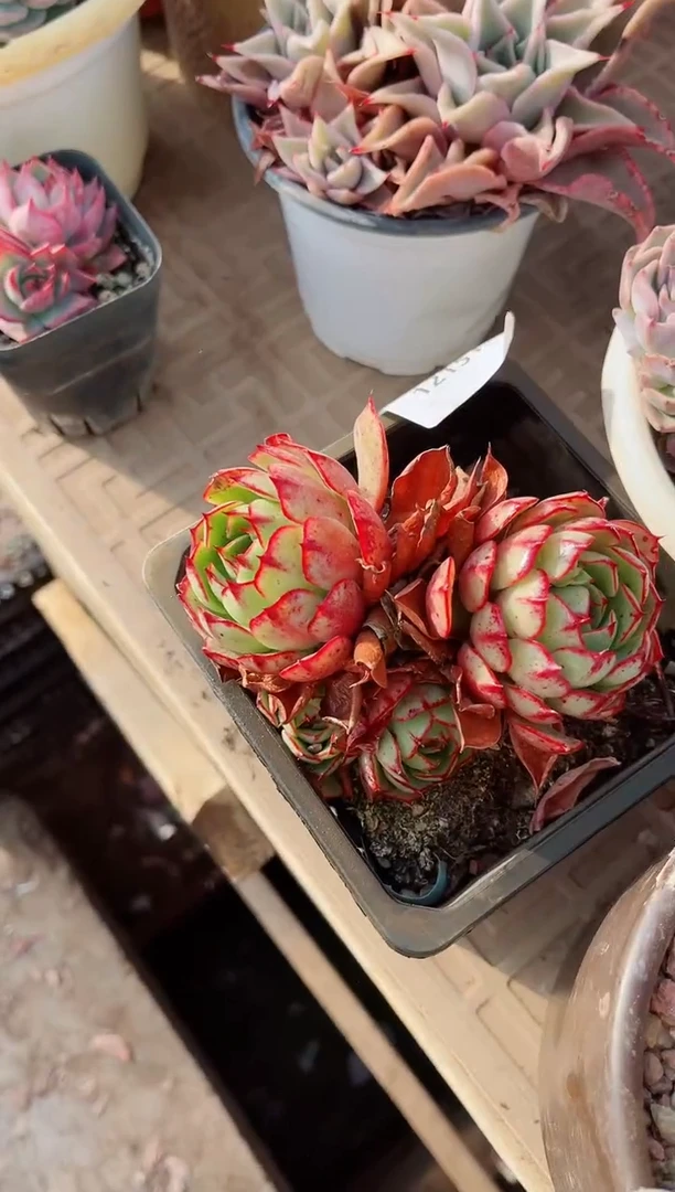 【闪购商品】12151