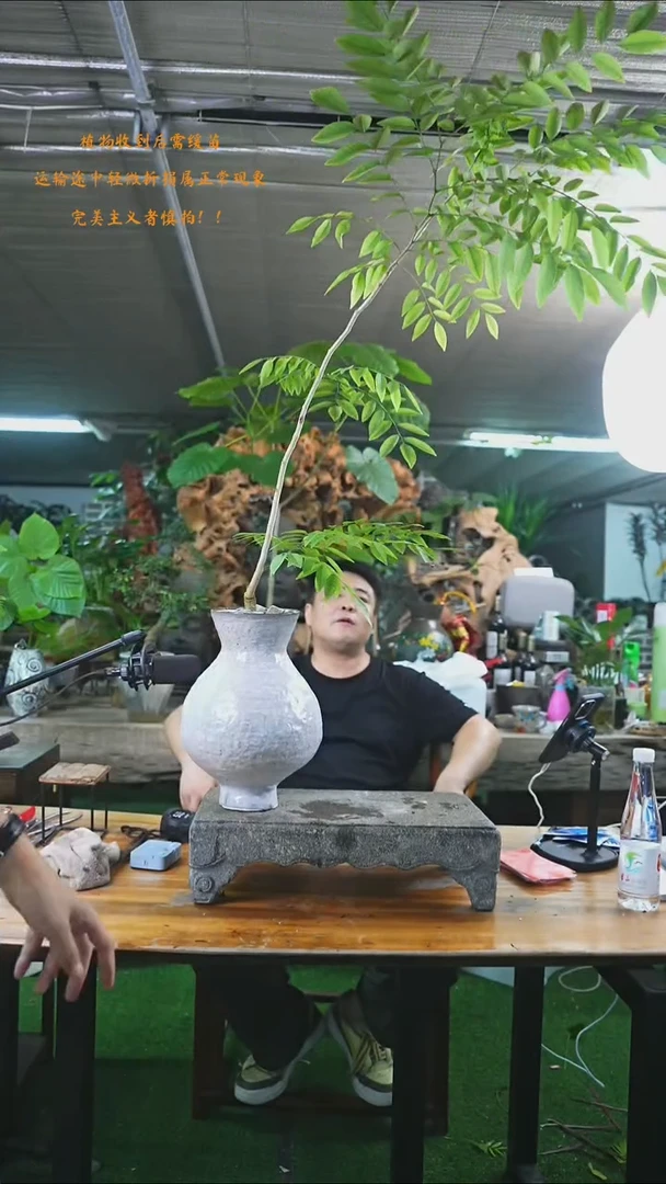 完全开放黄花梨491+
