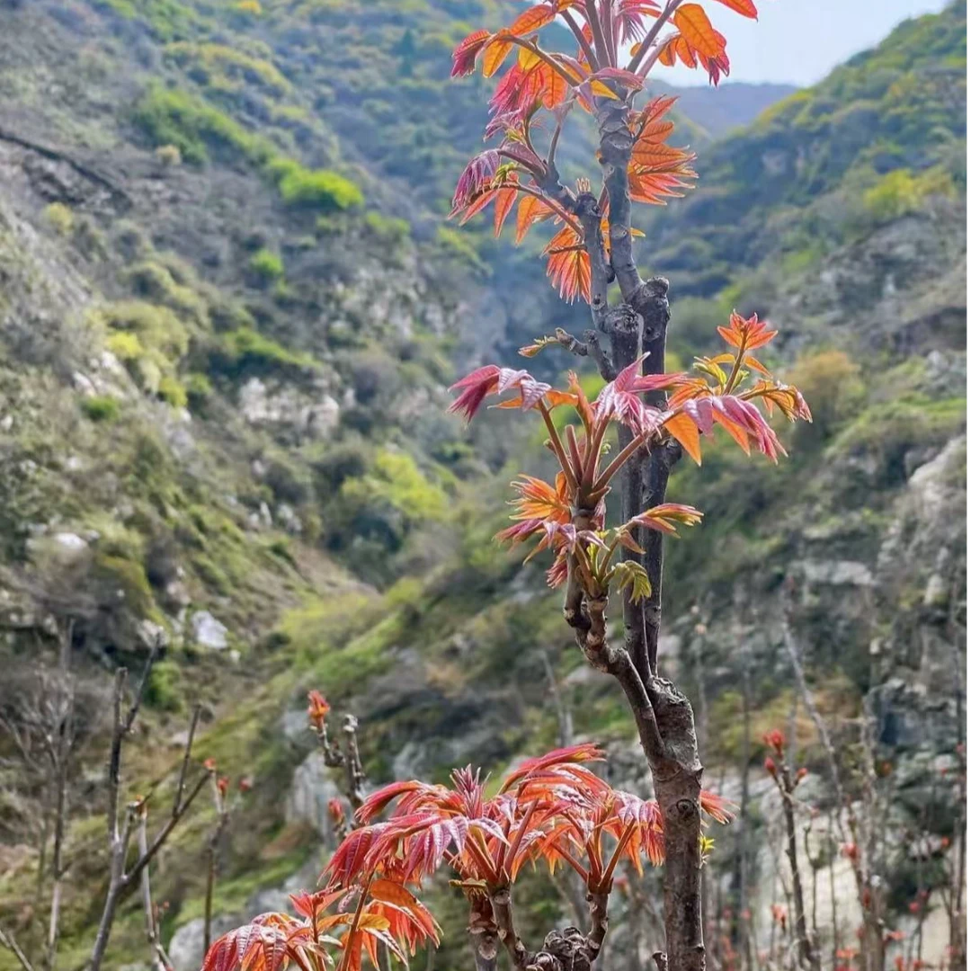 蓟县山坡自然生长露天头茬香椿芽G