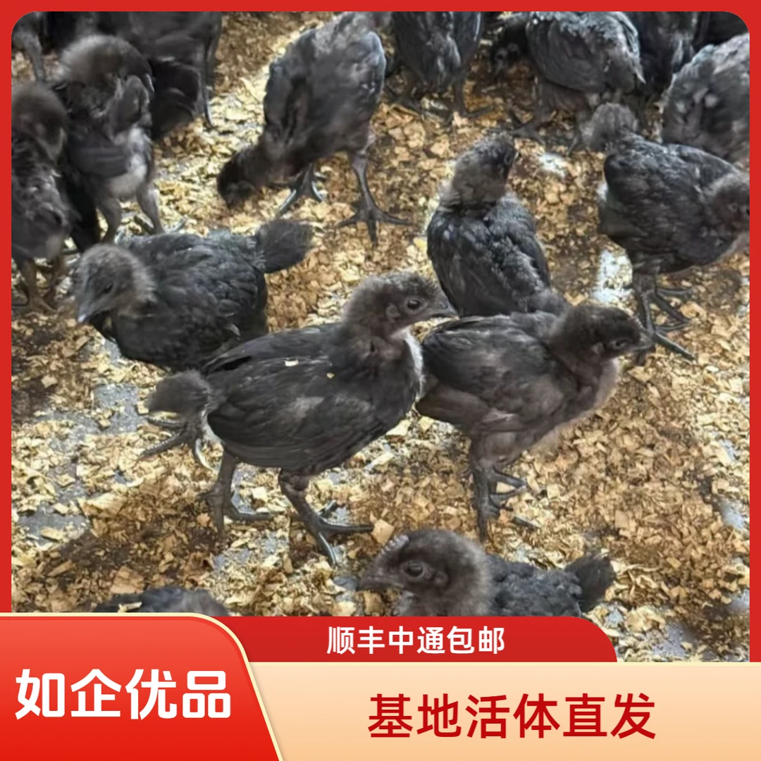 【10只】养殖基地活体发货，黑宠物鸡，四两左右发货，顺丰中通包邮
