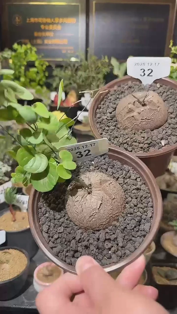 32号1217福利南非龟甲龙买一送一