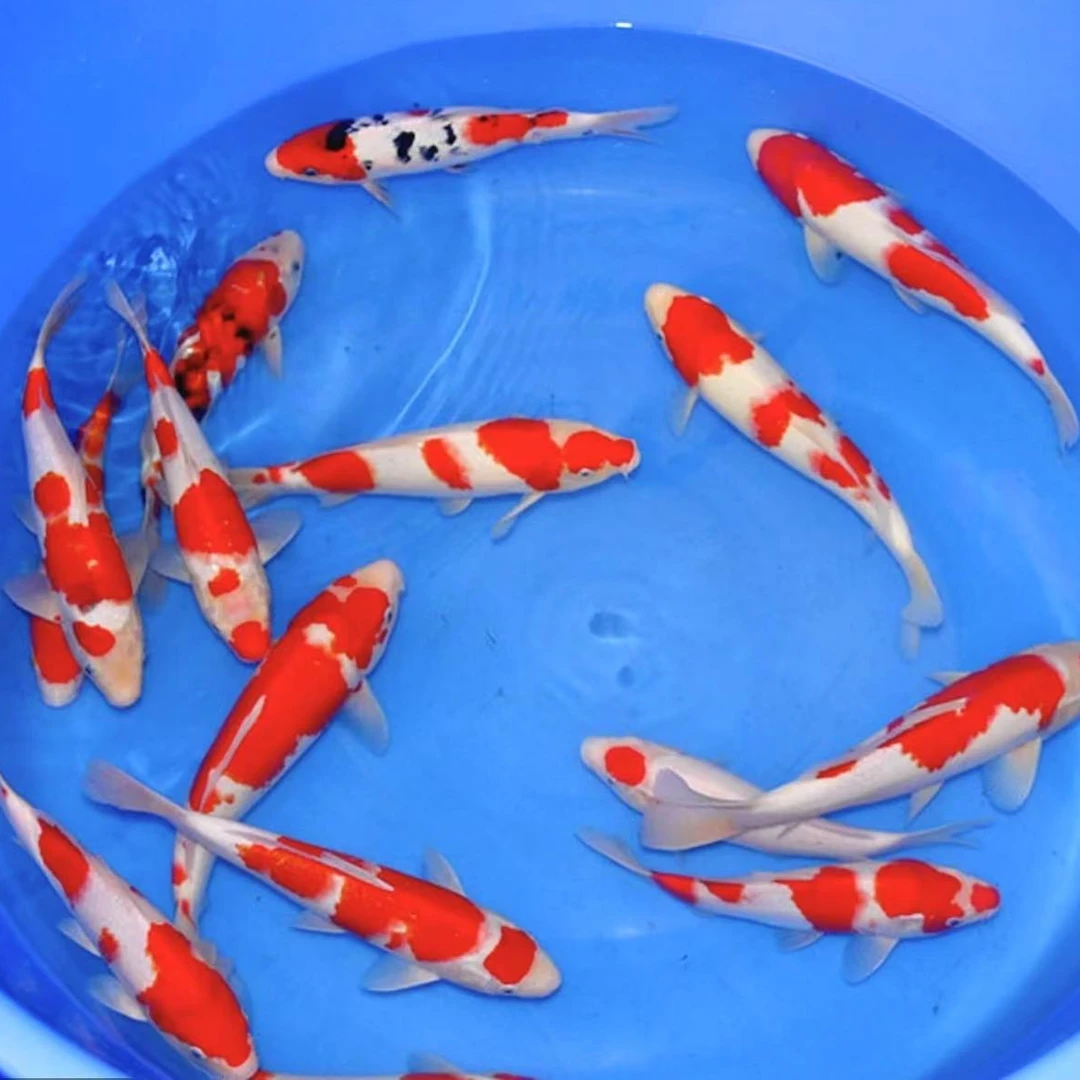 锦鲤观赏鱼渔场直发《已直播间为准》