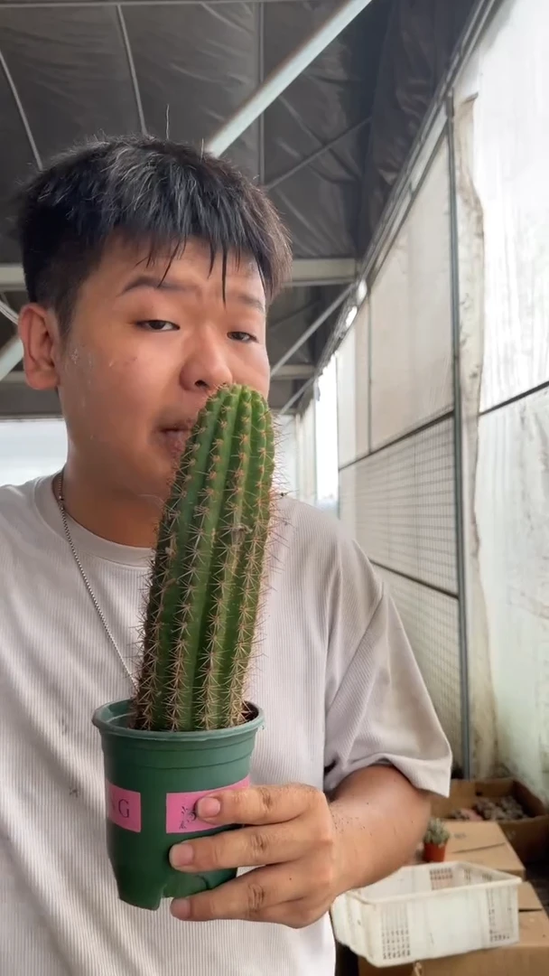 飞碟 毛花柱【带根】高13-20cm