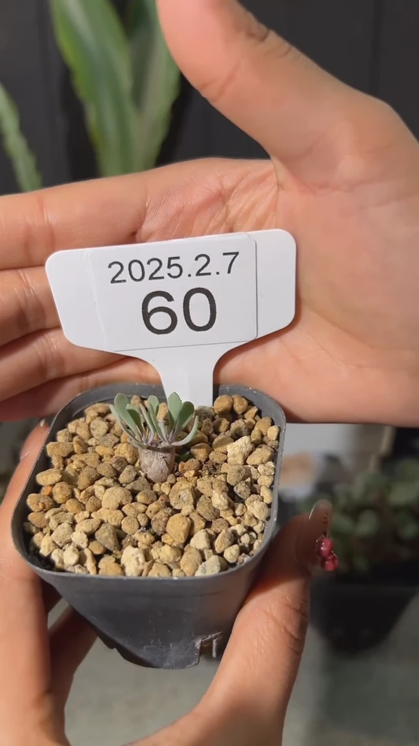 【闪购商品】黑鬼殿宝宝2.7.60