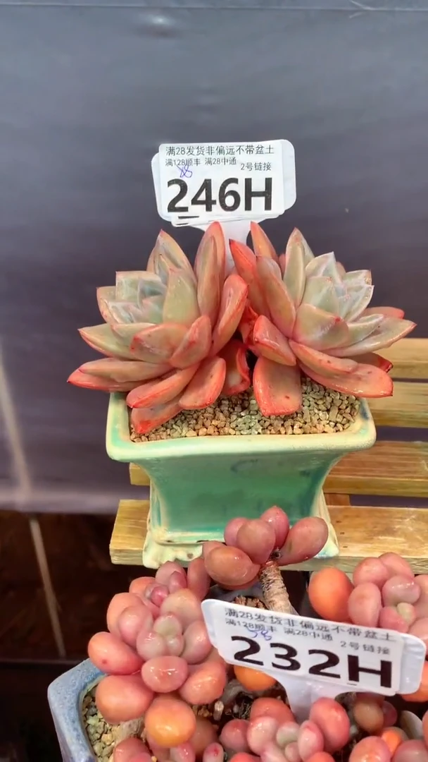 246H（一物一拍，精品多肉.二十八包邮非偏远）