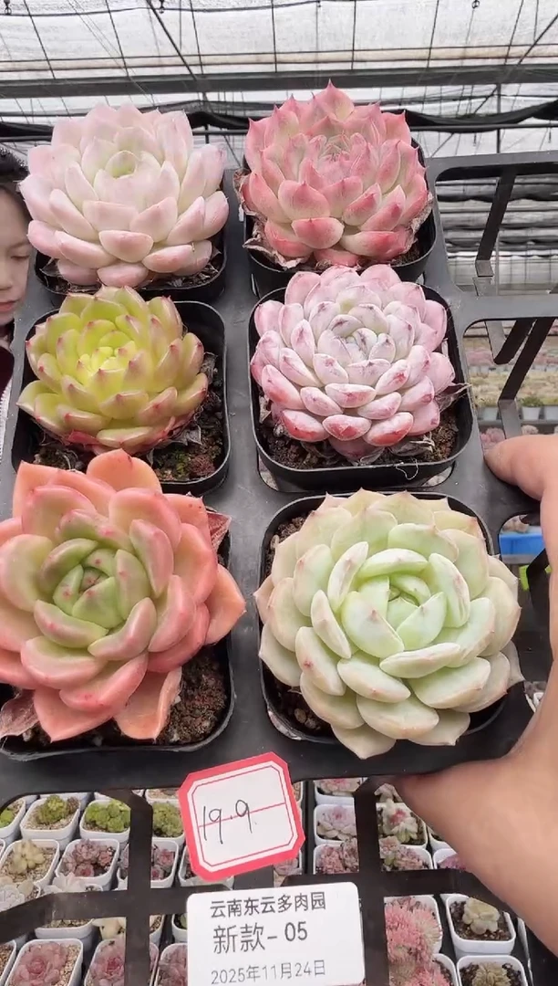 东云多肉园新款-05