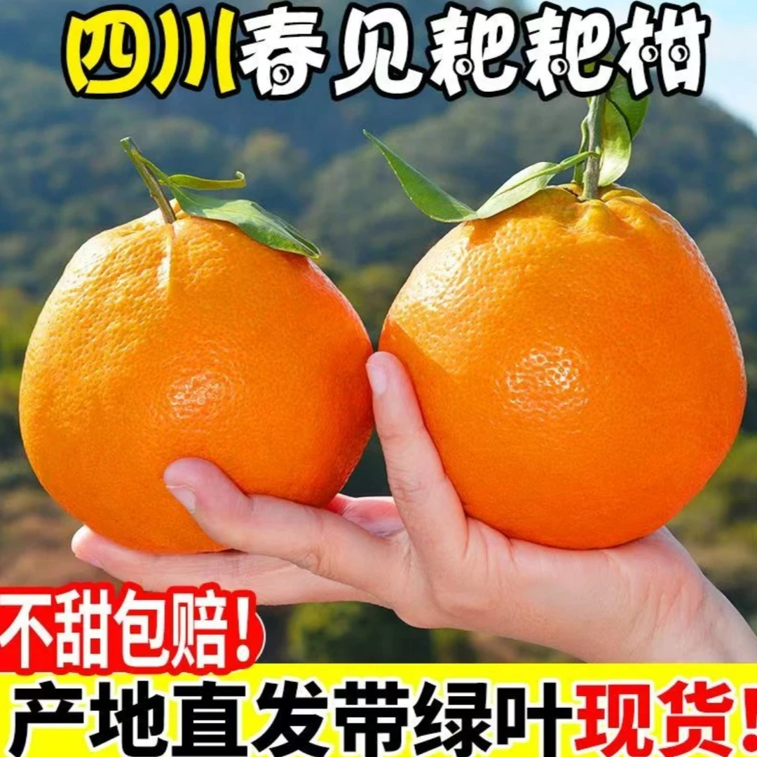四川正宗春见耙耙柑手剥橘子甜现摘现发皮薄多汁产地直发BB