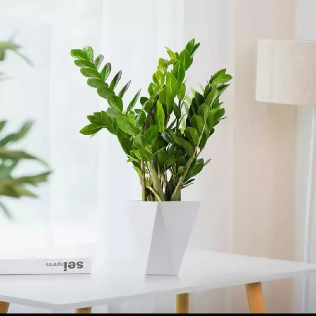 金钱树含白盆50-70cm高带白盆乔迁开业送礼盆栽绿植好养活