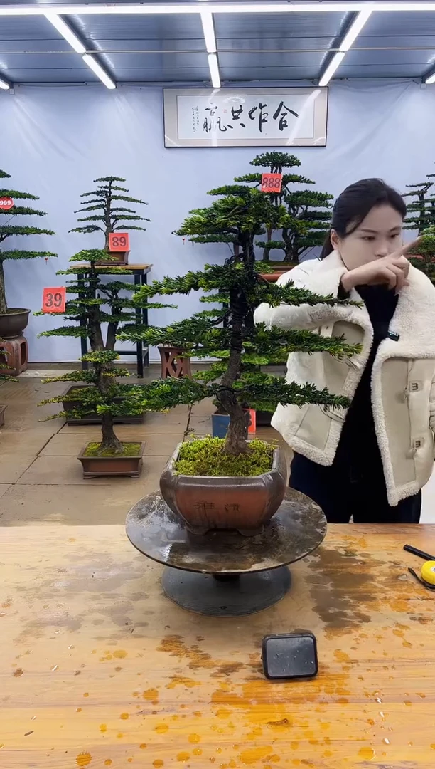 【闪购商品】高端盆景一物一拍，所见即所得