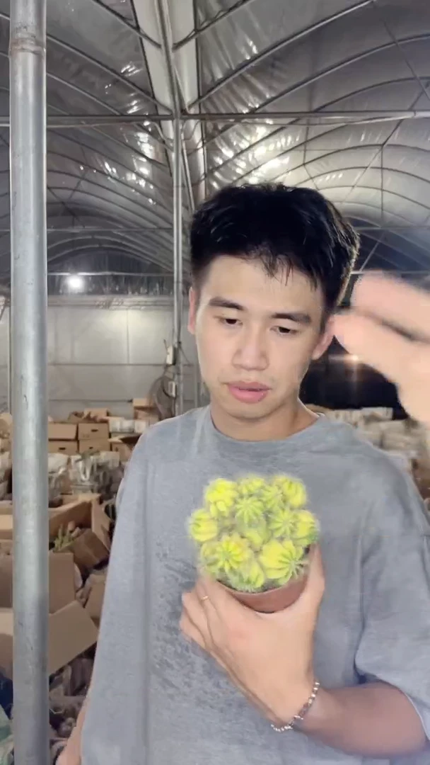 多头 银光锦【带根】