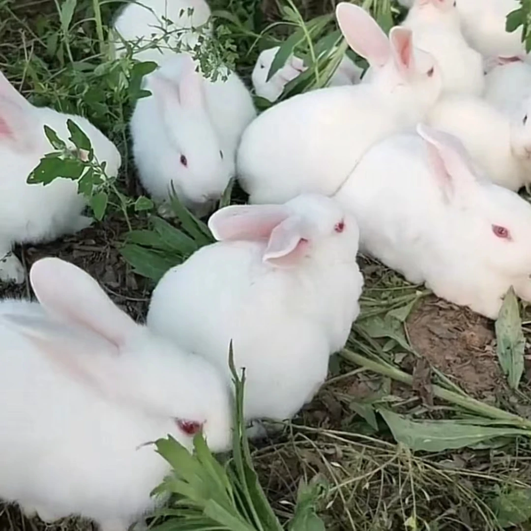 新西兰比利时大型家养肉兔苗兔子活体花巨兔苗可繁殖可食用可观赏