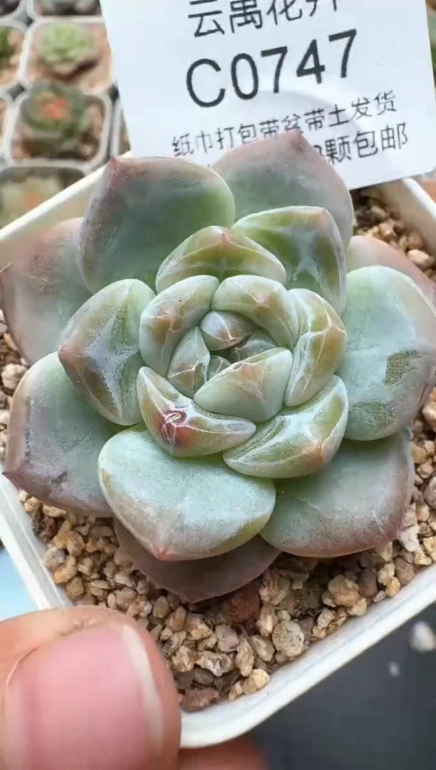 747C云禹多肉植物 带盆土纸巾打包 3颗包邮