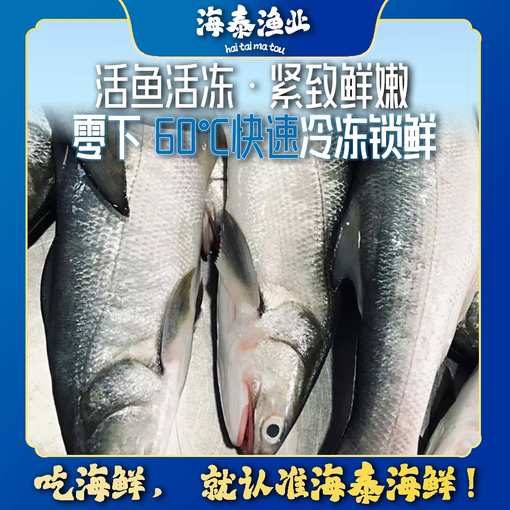 【马友鱼】海泰码头 自家渔船 深海捕捞 鲜活速冻 锁鲜冷链到家