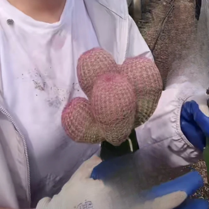 二妹园艺【 四头起落地红太阳 无根】【无根有木心落地发货】随机发货