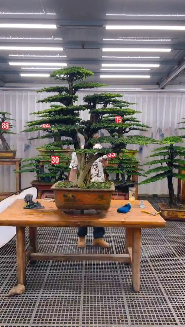 无花朵名*精品盆景直播间一物一拍