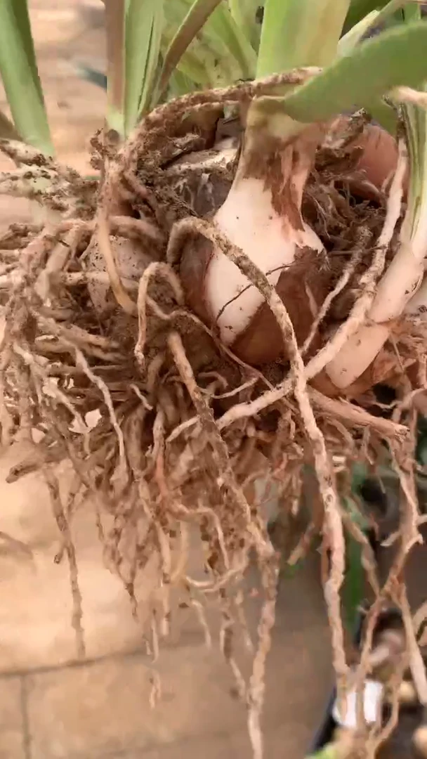 当前无花栽培后可以开花热情丹尼尔5cm+坨坨