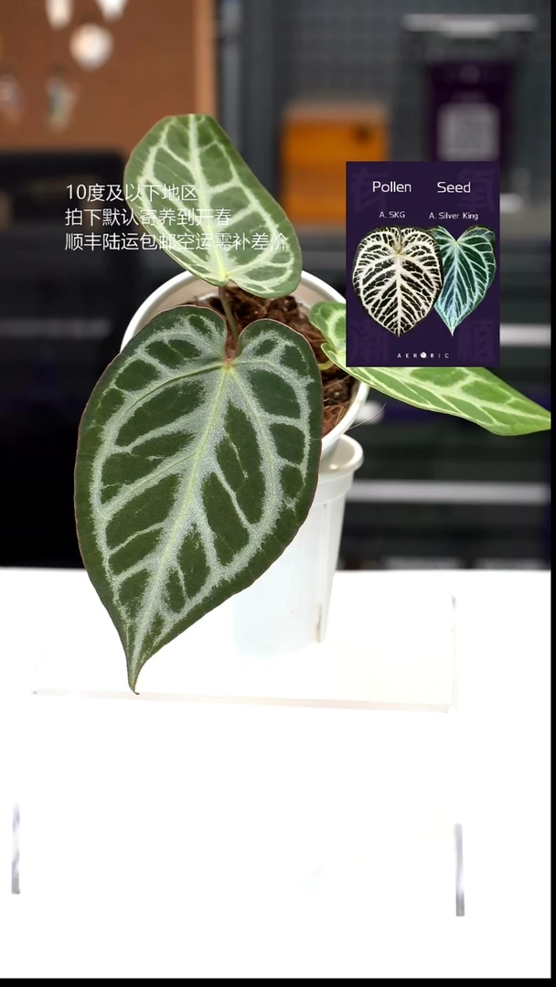 完全开放01-闪烁2.0