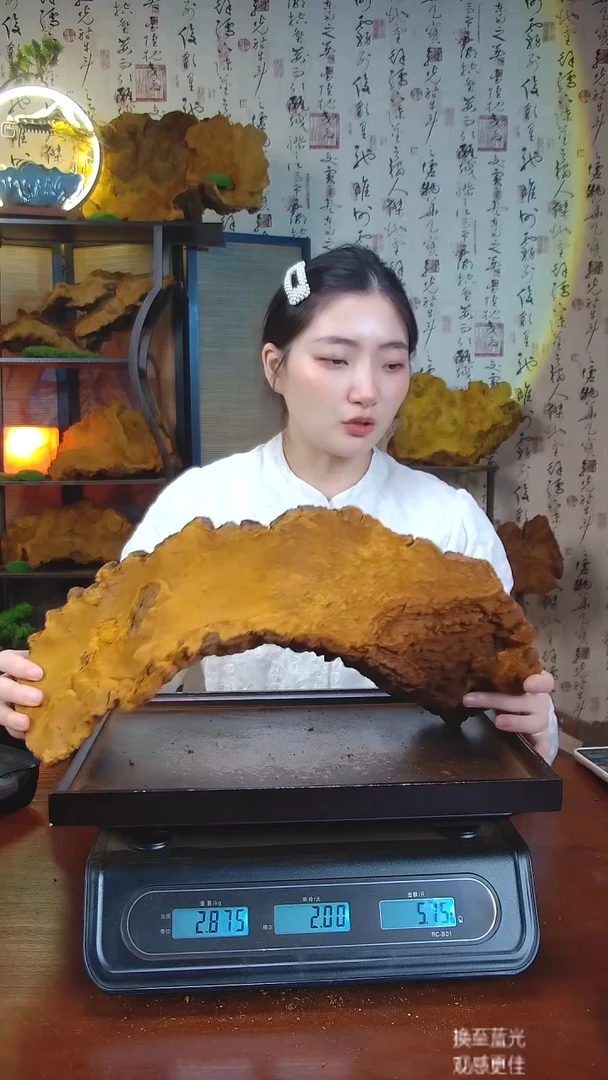 松针层孔菌中国大陆【藏区 野生】松树桑黄（5.7斤）70-80年份