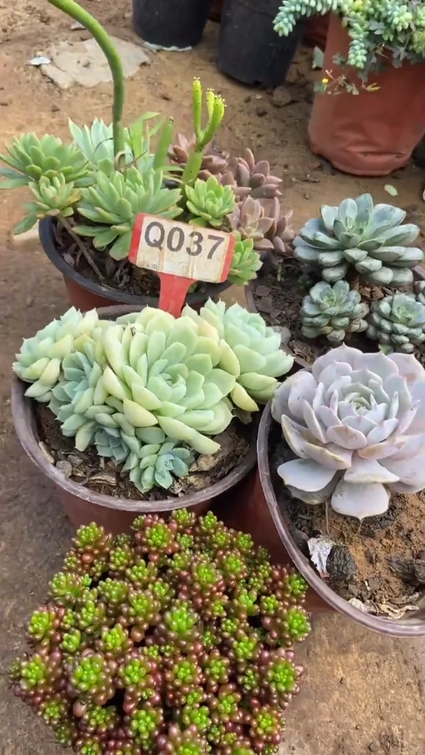 Q037多肉组合默认脱土发货