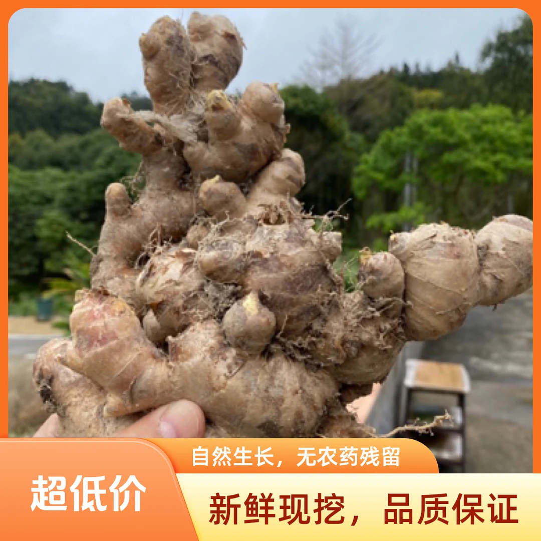 农家自种新鲜现挖生姜圭岗大山大肉姜味道香浓