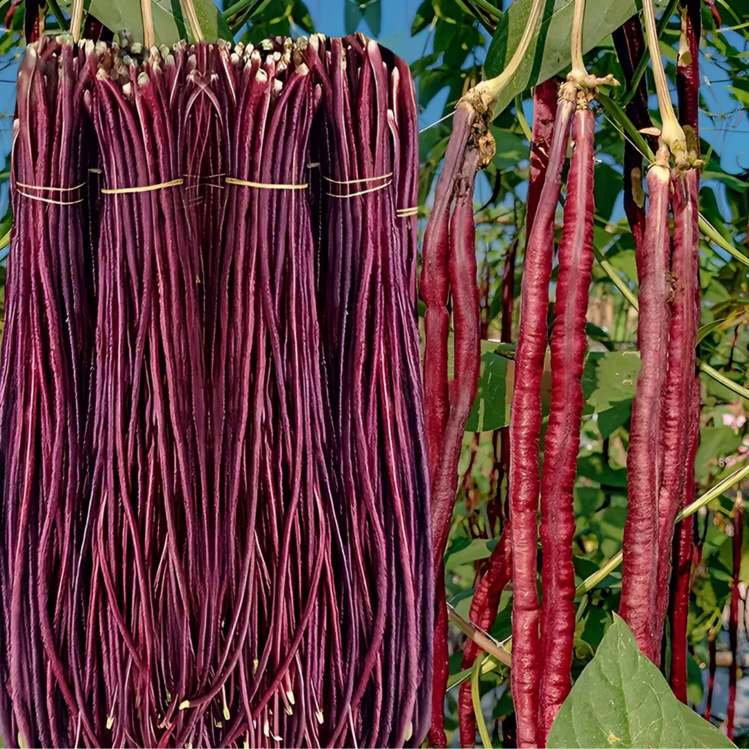 【紫色豇豆种子】春秋紫色长豆角种子长豇豆高产种植紫色豇豆角种子