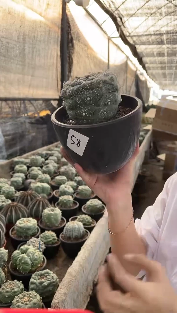 一物一拍58号兜