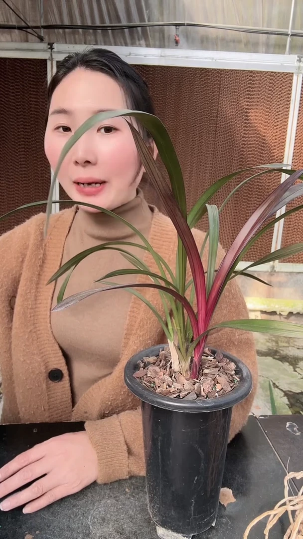 无花朵红草红荷2苗