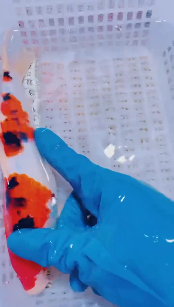 锦鲤血统锦鲤全场包邮114