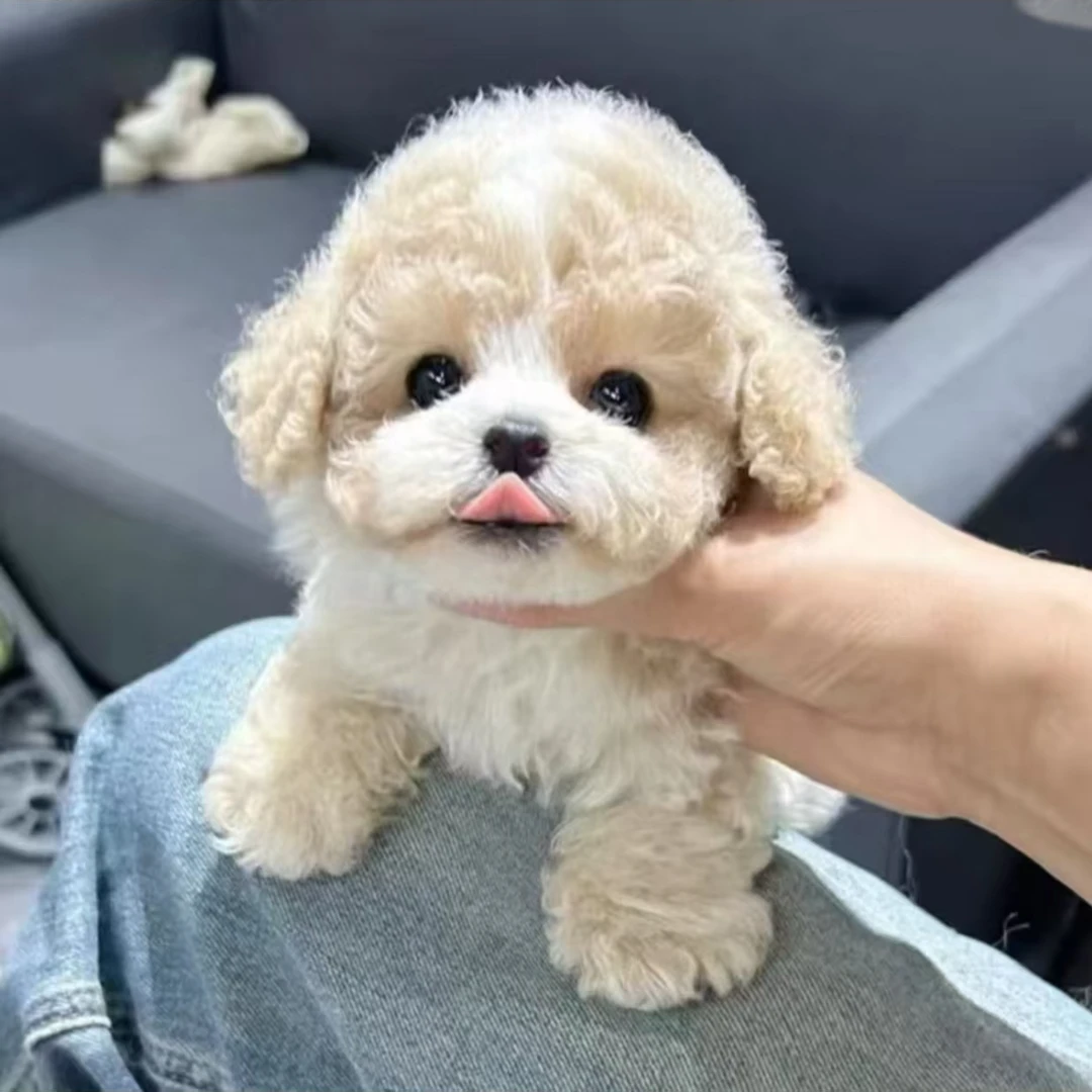 金宠乐园狗狗迷你白色泰迪熊宠物活体通用链接比熊雪纳瑞