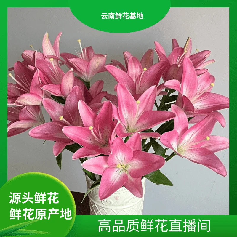 颜花【初恋亚百合】云南基地直发 适合居家养的长期花