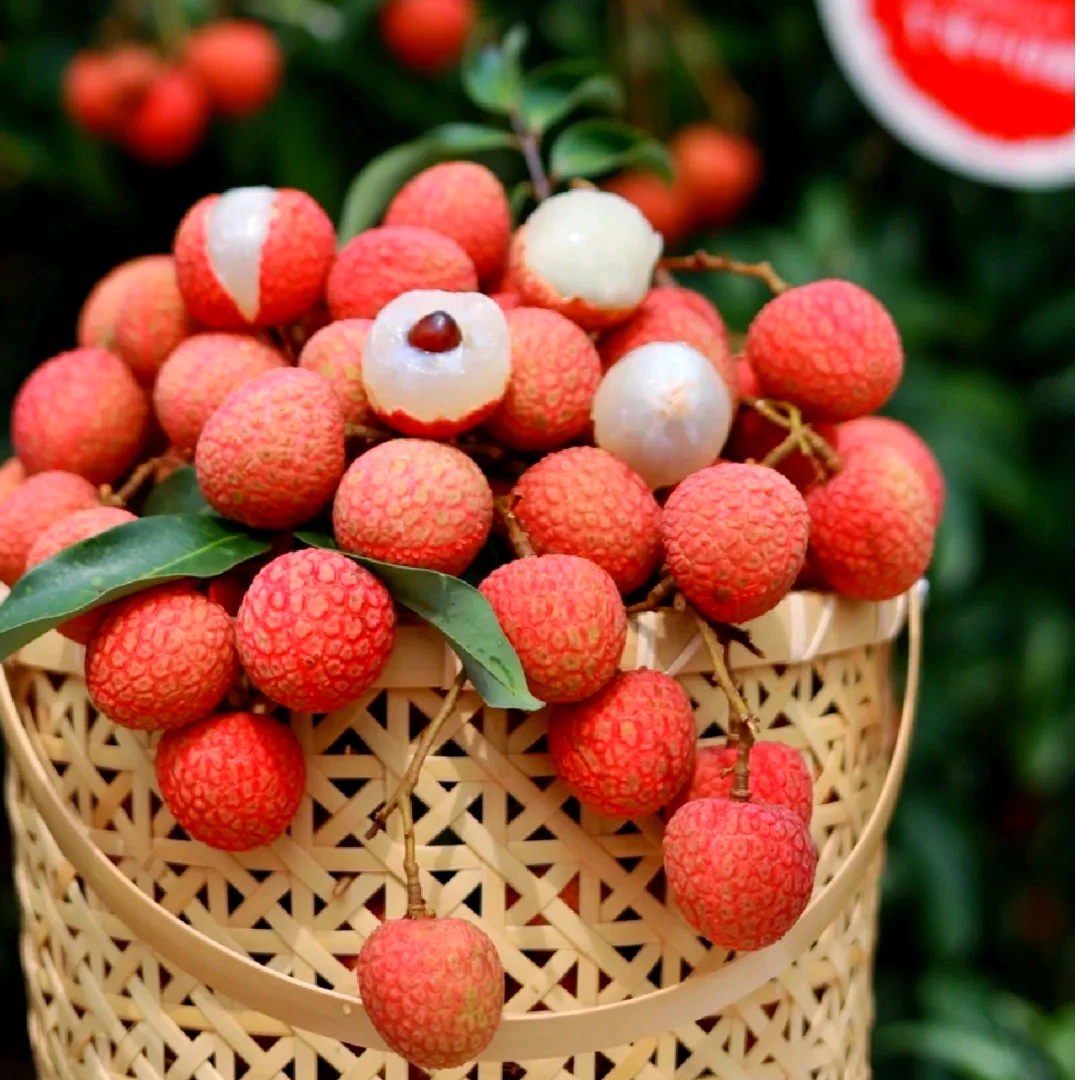 S【顺丰冷链】高州白糖罂荔枝产地直发皮薄肉厚现摘全国包邮