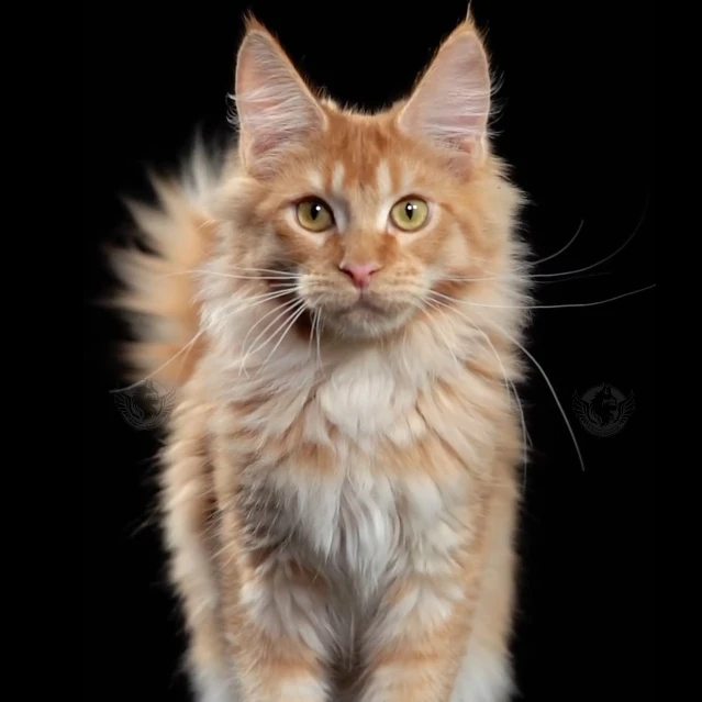 红虎斑缅因猫 2113弟弟—大天使缅因猫舍