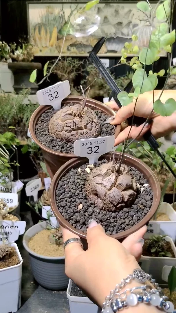 33号1127福利南非龟甲龙买一送一