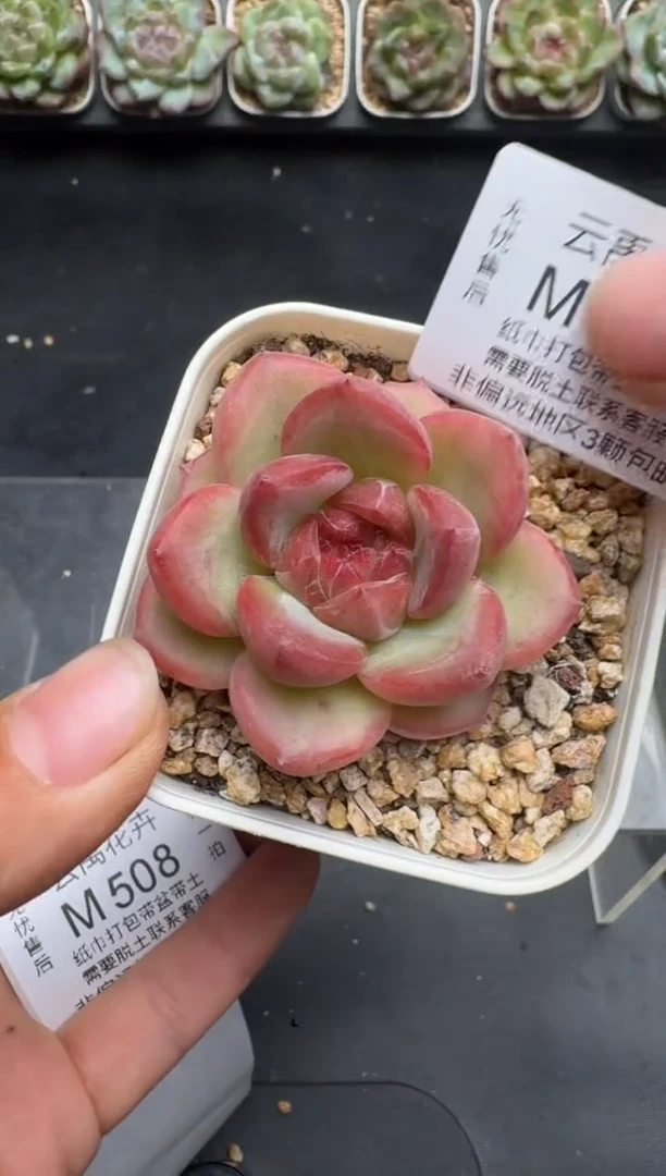 504M当天拍3颗包柚 带盆土纸巾打包 云禹花卉 珍妮多肉植物