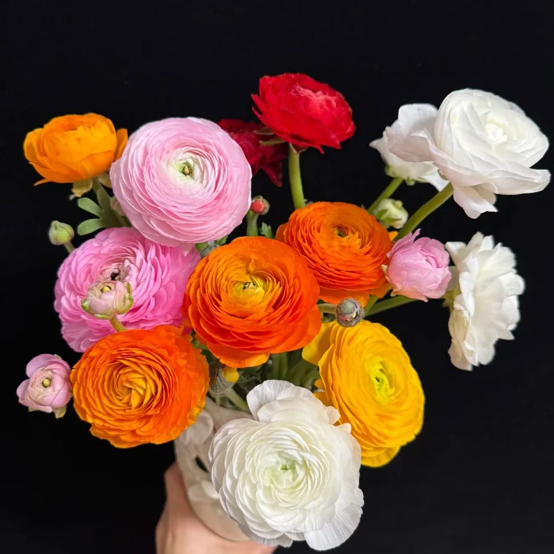 【随机颜色洋牡丹10枝】洋牡丹鲜花同城配送1小时送达