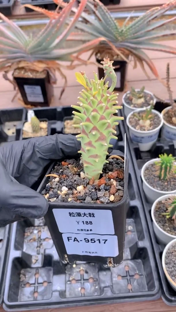 【闪购商品】粒藻大戟FA-9517