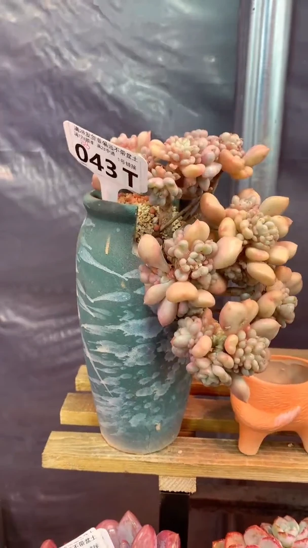 043T（一物一拍，精品多肉，w所见即所得 ）