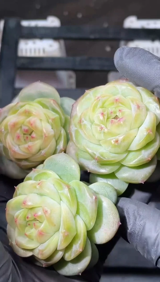 18-26 超级新珍妮3-4厘米量拍发一颗