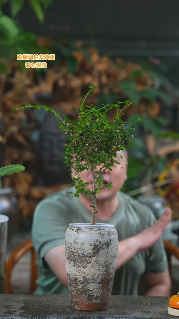 当前无花栽培后可以开花福建茶7T