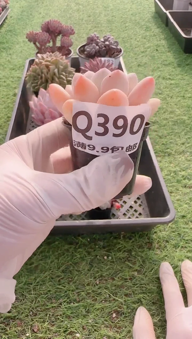 【闪购商品】梦会多肉一物一拍