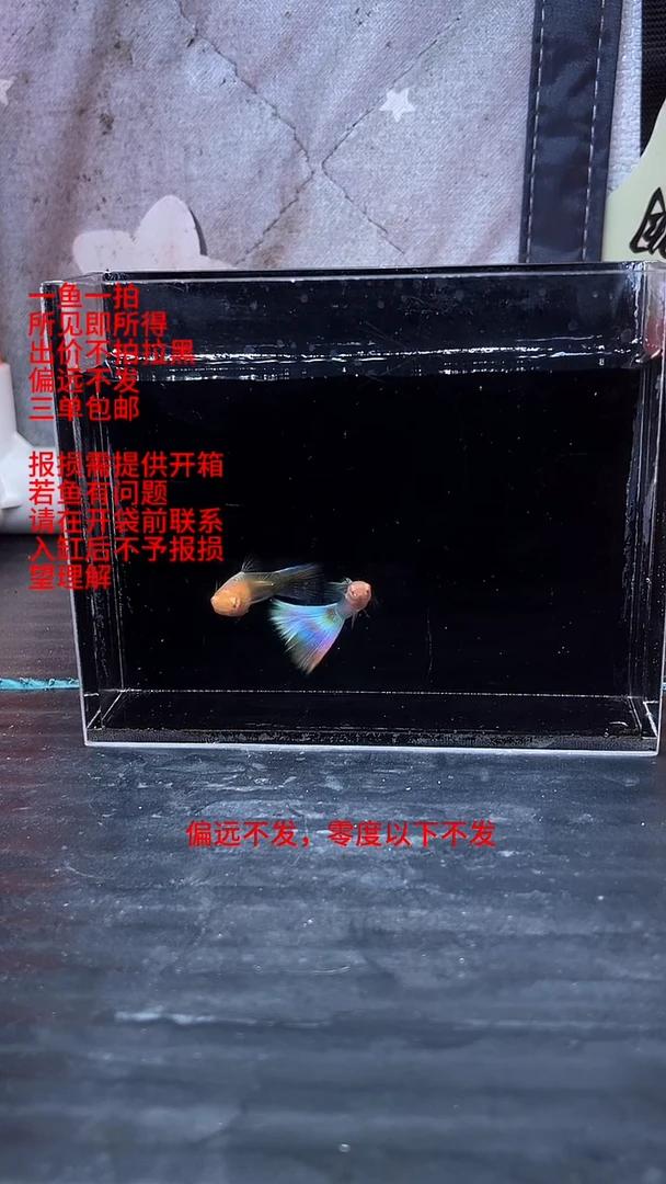 孔雀鱼孔雀鱼 01