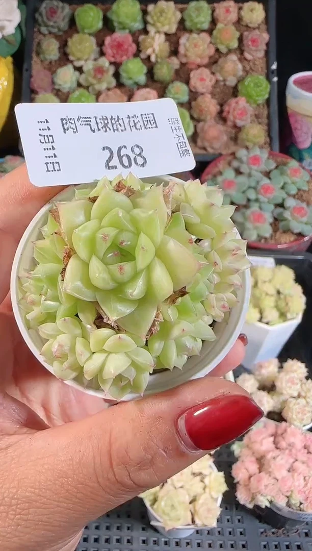 1111-268群生不包整